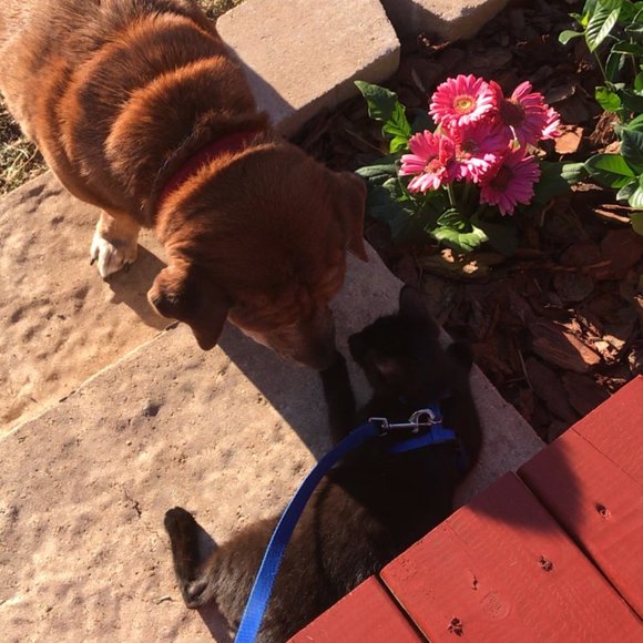 Meet your Posher, Lovelynn! - Picture 3 of 7